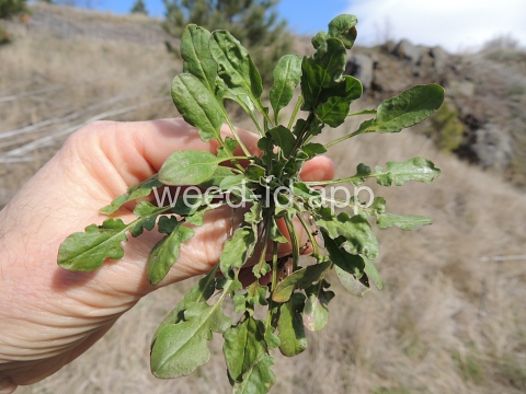 pepperweed, field